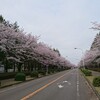 桜、満開散歩