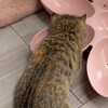 保護13日目 子猫のエル 成長記録 先住猫の餌を盗み食い