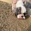 老犬ホームあん｜新人さん ラブ^^
