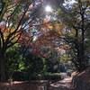 埼玉紅葉巡礼2022～物見山公園