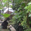 大きくなったね!　仔猫たち