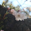 【千代田区】千鳥ヶ淵の桜　開花宣言翌日