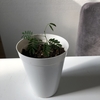 エバーフレッシュを植え替えしました。