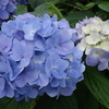 馬の背を分けるようなお天気＆ウバユリの開花＆午後8時のカラスウリの花♪