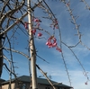 4月6日一番館しだれ桜一輪開花しました‼