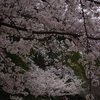 うっとーしー桜。