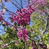 メキシカンがカツカレー：植物園再び