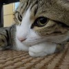 手伸ばして眠る：ねこ：保護猫日記。12ヵ月（50週）