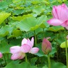 浄瑠璃寺 弁天池のハスの花 ( 2010-07-05 )