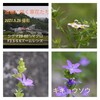 道端に咲く草花たち★シグマ28-80㍉ズームマクロレンズで撮影★よく写ルンです