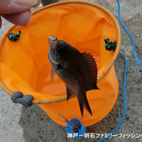 シーズン間近 未だにイワシの回遊が確認出来ない 昨シーズンを振り返ってみる 神戸 明石のファミリーフィッシング奮闘記 関西の釣りをもっと手軽に楽しむ シーズン間近 未だにイワシの回遊が確認出来ない 昨シーズンを振り返ってみる 神戸 明石のファミリーフィッシング奮闘記 関西の釣りをもっと手軽に楽しむ