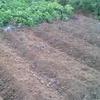 暑い中のジャガイモ掘り