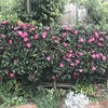 山茶花