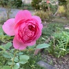 一気に秋めいて