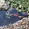 メダカと鯉は寒がり、金魚と鮒はまだまだ元気