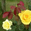 2年ぶりのRSKバラ園