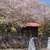  桜行脚第4弾で疲労困憊ｗ　～御殿山を登る～