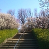 桜ももうすぐ？今日の羽根木公園