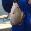 与那国島 久部良漁港で釣り Fishing in Kubura harbour, Yonaguni Island, Okinawa