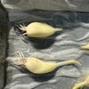 使いかけのショボくれたニンニクを芽出しさせて土に植えてみた