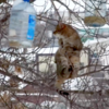 鳥の餌を猫ばば？危険を顧みず勇猛果敢に大奮闘！