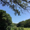 田は米が実ってる！：自転車散歩：ポタリング