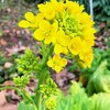 菜の花：雑感