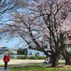 桜～さくら　昴の入園