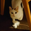 猫ちゃんとじゃれ猫ふりふり三まい ワルツ