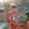 ７羽のクリッピングしてあった文鳥達①