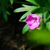 風露草が開花