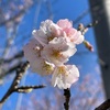 桜が咲きましたね。