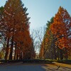 筑波実験植物園のメタセコイア～つくば市とその周辺の風景写真案内（１２１３） 