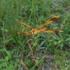 Sympetrum pedemontanum elatum　ミヤマアカネ