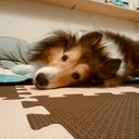 きくのすけブログ