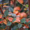 庭の植物が紅葉