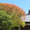 新緑まぶしい佐保神社の風景
