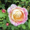 クロード・モネ　Claude Monet　