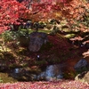 京都 嵐山「宝厳院」　真っ赤に紅葉したもみじで埋め尽くされる「獅子吼の庭」を紹介（Kyoto, Arashiyama, Hogonin）