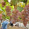 Miki wine project 〜収穫〜