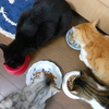 猫が最強の『おねだり技』を会得した。