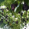 ぶどう🍇狩り　アダチ観光農園　兵庫朝来　果物狩り