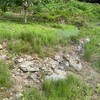 イチジク収穫前の除草剤散布と枯れた梅の木の伐採