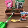 コスパ良し！プランターでサンチュ たねの植え付け方!