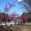 まんぼぅくん、上野公園の早咲きの桜