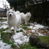 ○まだ雪が残ってます