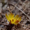 2012和宏花巡礼「福寿草」　太陽の花