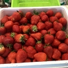 今日も🍓イチゴ