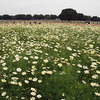 国営昭和記念公園 コスモスまつり2010（１）原っぱ西花畑編