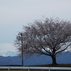 手取川桜堤でお花見